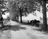 855884 Gezicht over de Taatsendijk in de polder Papendorp te Utrecht, met rechts de A2 en enkele paarden in het weiland.